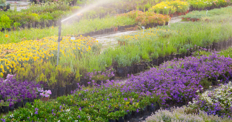 How to Pump Water From a Lake for Irrigation image